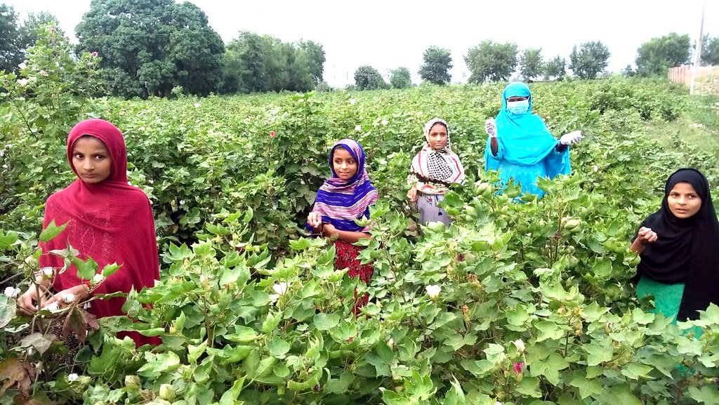 How Pakistan’s slave‑like cotton labour still feeds EU fashion despite new rules