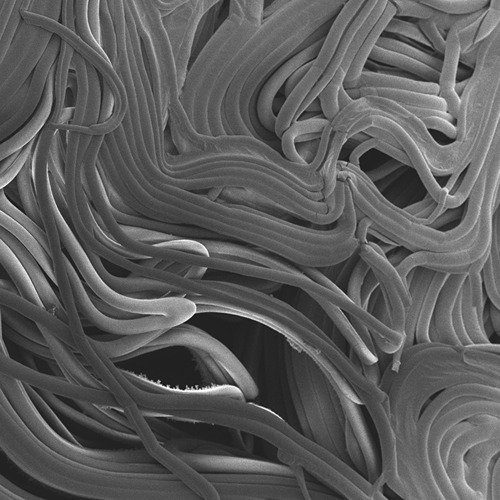 Electron microscopy close up of cotton fibers in gray scale