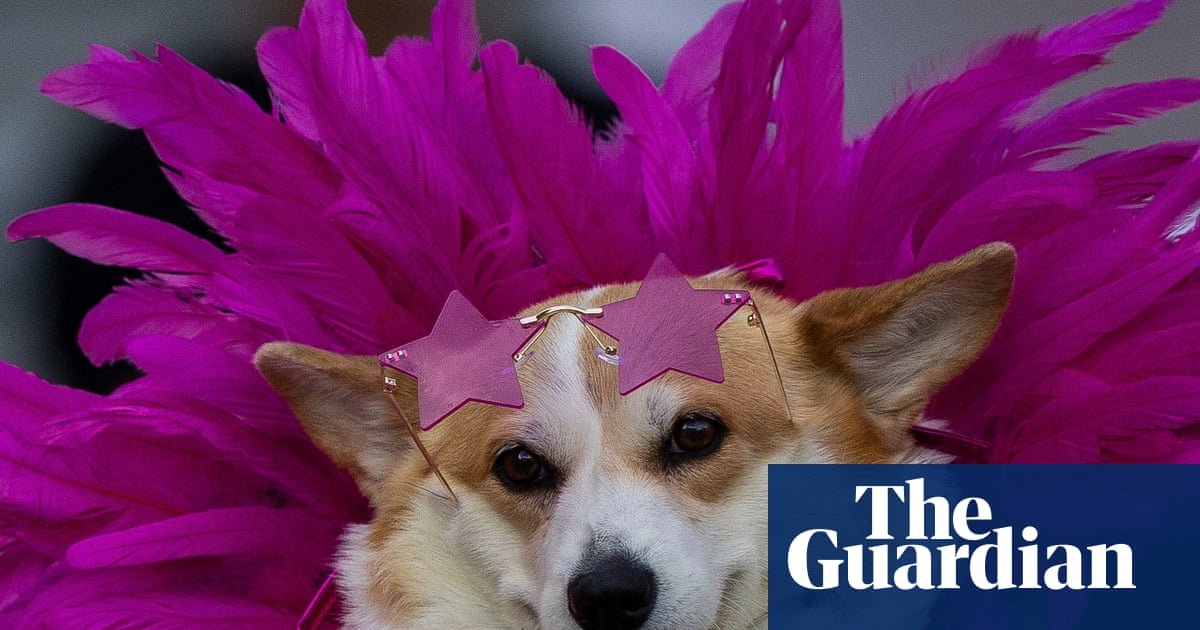 Corgi high fashion and at the races: in pictures
