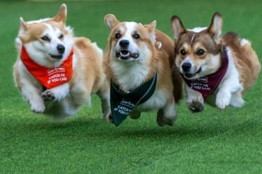 three corgis lined up while running