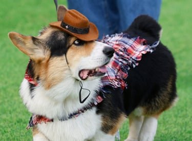 Dog dressed as a cowboy