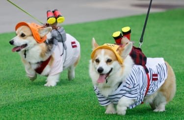 Corgis wearing jumpers, hats and tennis racket handles, as they take part in the costume contest