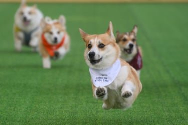 A corgi wearing a scarf saying ‘catch me if you can’ followed by three corgis in the race