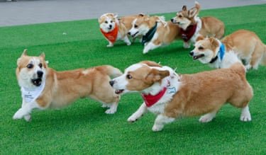 A corgi looks back at a corgi trailing him with four other corgis behind them in the race
