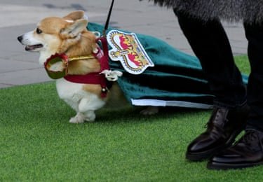 Corgi wearing a cape with a crown on it