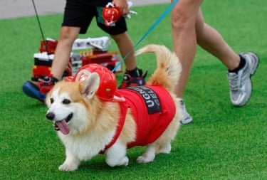Corgi dress as a firefighter