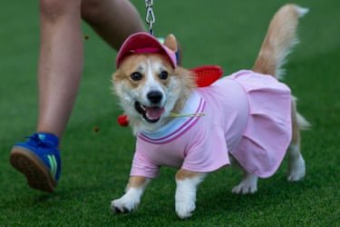 Corgi wearing  a pink dress and pink cap
