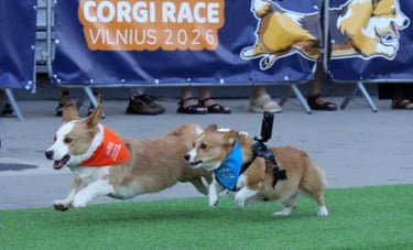 A corgi  with a camera strapped to its back, trailing a corgi with a red neck scarf