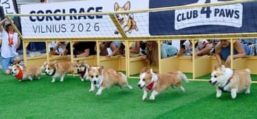 A line of corgis sprint out of the starting blocks