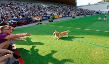 Corgi passes the finishing line and running towards the human audience who are reaching out their hands