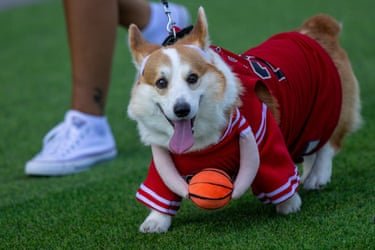 Corgi wearing a basketball jersey with fake arms hanging off it holding a basketball