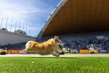 Corgi running a race